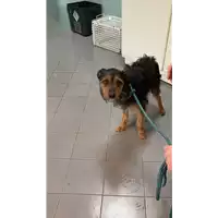 Foto dell\'animale cane - Matr. 2022/0629 - Microchip 380260044549296