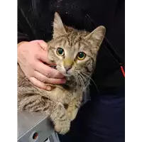 Foto dell\'animale gatto - Matr. 2022/0630 - Microchip 380260044549261