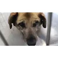 Foto dell\'animale cane - Matr. 2014/1012 - Microchip 380260040065486