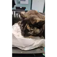 Foto dell\'animale gatto - Matr. 2022/0632 - Microchip 380260170055709