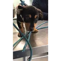 Foto dell\'animale cane - Matr. 2022/0635 - Microchip 380260044549327
