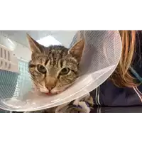 Foto dell\'animale gatto - Matr. 2022/0634 - Microchip 380260044549243