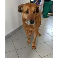 Foto dell\'animale cane - Matr. 2011/2201 - Microchip 380260040238475