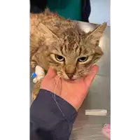 Foto dell\'animale gatto - Matr. 2022/0643 - Microchip 380260044549265
