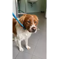 Foto dell\'animale cane - Matr. 2022/0644 - Microchip 380260101054427