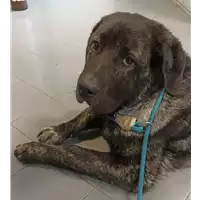 Foto dell\'animale cane - Matr. 2022/0646 - Microchip 380260044549522