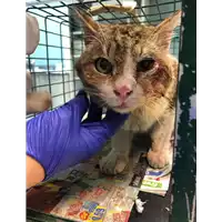 Foto dell\'animale gatto - Matr. 2022/0649 - Microchip 380260044549252