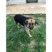Foto dell\'animale cane - Matr. 2022/0653 - Microchip 788269100015624