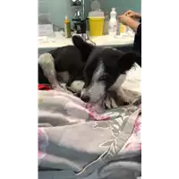Foto dell\'animale cane - Matr. 2022/0655 - Microchip 380260044549256