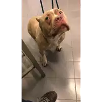 Foto dell\'animale cane - Matr. 2022/0656 - Microchip 380260044549934
