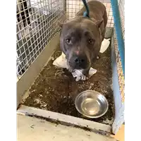 Foto dell\'animale cane - Matr. 2022/0657 - Microchip 380260044549494