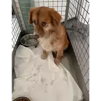 Foto dell\'animale cane - Matr. 2022/0659 - Microchip 380260044549942
