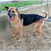 Foto dell\'animale cane - Matr. 2019/1813 - Microchip 380260043853946