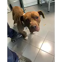 Foto dell\'animale cane - Matr. 2022/0411 - Microchip 380260044476193