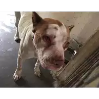 Foto dell\'animale cane - Matr. 2017/0956 - Microchip 380260043283230