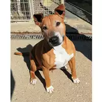 Foto dell\'animale cane - Matr. 2021/1499 - Microchip 380260044476105