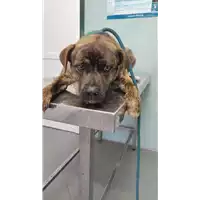 Foto dell\'animale cane - Matr. 2022/0660 - Microchip 380260160231592