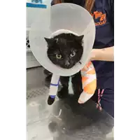 Foto dell\'animale gatto - Matr. 2022/0661 - Microchip 380260044551336