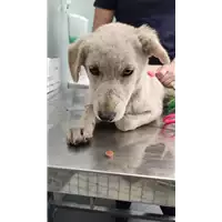 Foto dell\'animale cane - Matr. 2022/0662 - Microchip 380260044550062