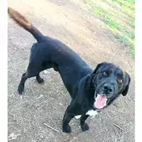 Foto dell\'animale cane - Matr. 2021/1498 - Microchip 380260044476559