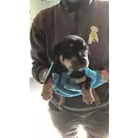 Foto dell\'animale cane - Matr. 2022/0668 - Microchip 380260044549602