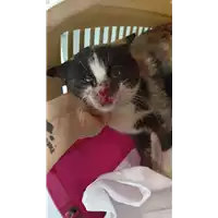 Foto dell\'animale gatto - Matr. 2022/0677 - Microchip 380260044551857