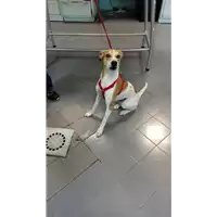 Foto dell\'animale cane - Matr. 2022/0678 - Microchip 380260044549381