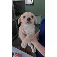 Foto dell\'animale cane - Matr. 2022/0679 - Microchip 380260044549987