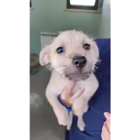 Foto dell\'animale cane - Matr. 2022/0682 - Microchip 380260044549984