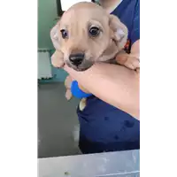 Foto dell\'animale cane - Matr. 2022/0683 - Microchip 380260044549203