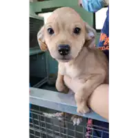 cane - Matr. 2022/0684 - Microchip 380260044551148