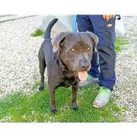 Foto dell\'animale cane - Matr. 2022/0257 - Microchip 380260101460333