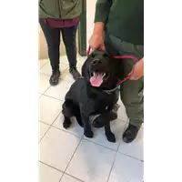 Foto dell\'animale cane - Matr. 2022/0690 - Microchip 380260044549230