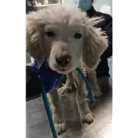 Foto dell\'animale cane - Matr. 2022/0063 - Microchip 380260044440842