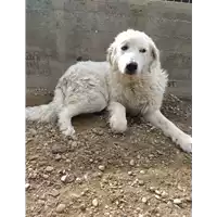 Foto dell\'animale cane - Matr. 2022/0697 - Microchip 380260044549144