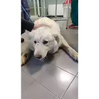 Foto dell\'animale cane - Matr. 2022/0699 - Microchip 380260044549043