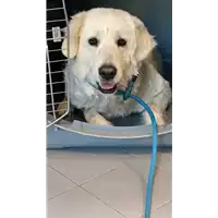 Foto dell\'animale cane - Matr. 2022/0700 - Microchip 380260044549609