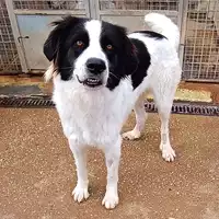 Foto dell\'animale cane - Matr. 2022/0702 - Microchip 380260044549353