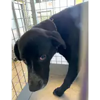 Foto dell\'animale cane - Matr. 2022/0703 - Microchip 380260044551603