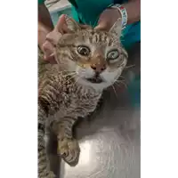 Foto dell\'animale gatto - Matr. 2022/0708 - Microchip 380260044549153