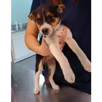 Foto dell\'animale cane - Matr. 2022/0710 - Microchip 380260044551261