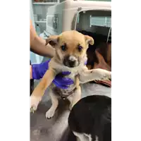 Foto dell\'animale cane - Matr. 2022/0711 - Microchip 380260044551654