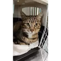 Foto dell\'animale gatto - Matr. 2022/0712 - Microchip 380260044551233