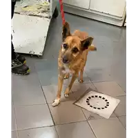 Foto dell\'animale cane - Matr. 2020/0868 - Microchip 380260043707903