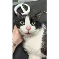Foto dell\'animale gatto - Matr. 2022/0718 - Microchip 380260044476345