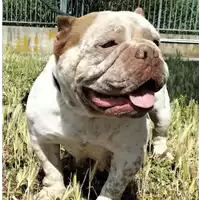 Foto dell\'animale cane - Matr. 2022/0719 - Microchip 985112009548890