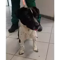 Foto dell\'animale cane - Matr. 2022/0720 - Microchip 380260044549264