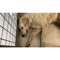 Foto dell\'animale cane - Matr. 2022/0721 - Microchip 380260044551295
