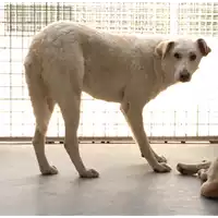 Foto dell\'animale cane - Matr. 2017/0963 - Microchip 380260043259691
