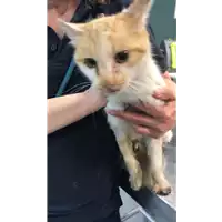 Foto dell\'animale gatto - Matr. 2022/0726 - Microchip 380260044549293